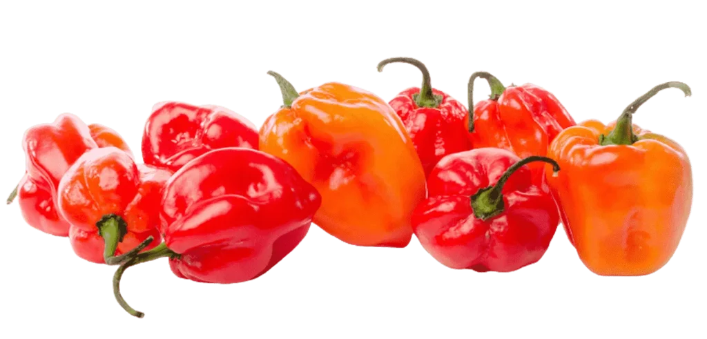 habanero tequila recipe