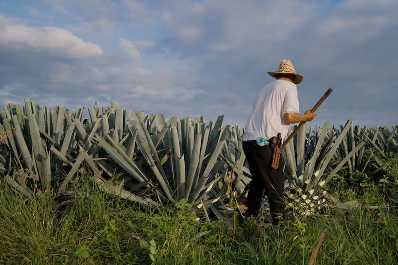 agave plantation to be distilled into tequila