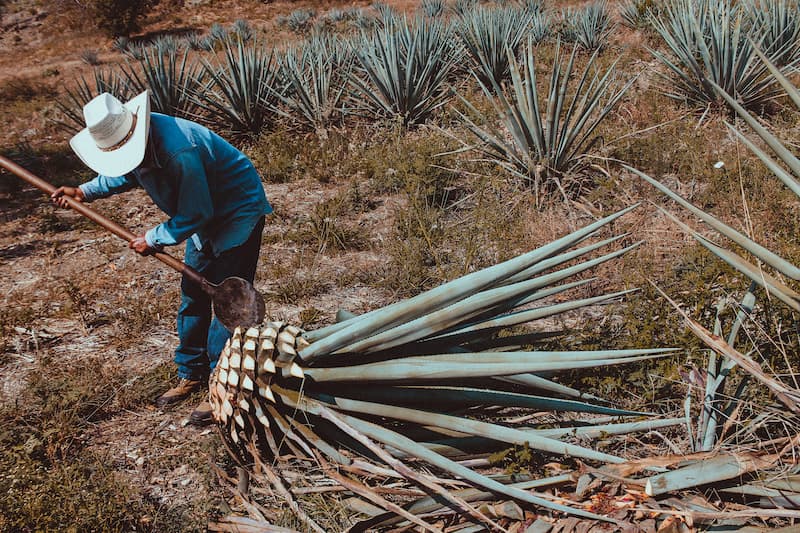 Harvesting agave plants to distill tequila.
