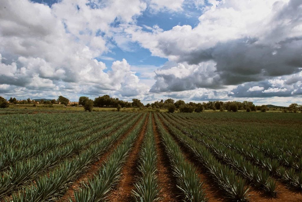 The Sustentable Tequila